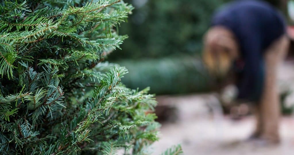 Joulukuusimyynti
